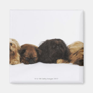 Three Pekingese dogs and single Pug lying down Magnet