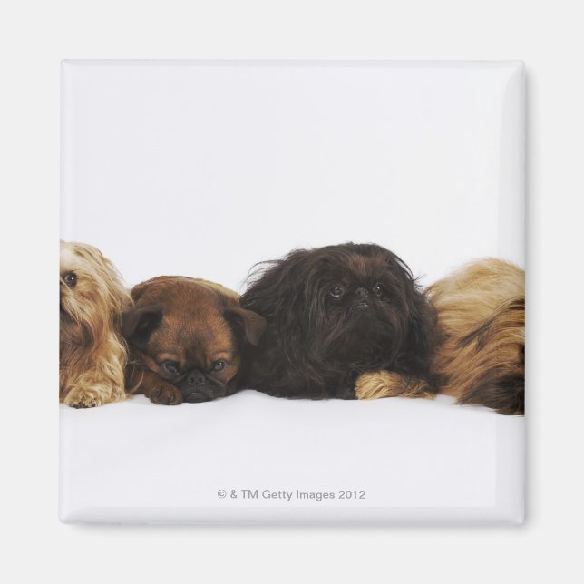 Three Pekingese dogs and single Pug lying down Magnet (Front)