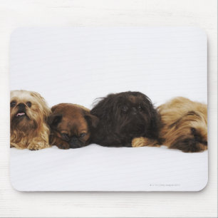 Three Pekingese dogs and single Pug lying down Mouse Mat