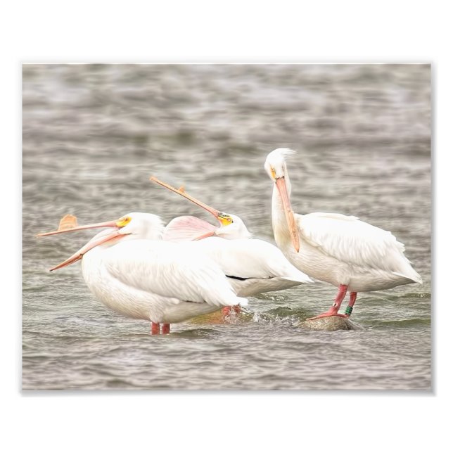 Three Pelicans Fishing Together Photo Print (Front)