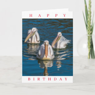 Three pelicans up close birthday card
