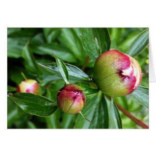 Three peony buds