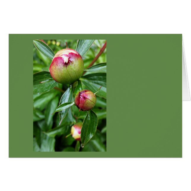 Three peony buds (Front Horizontal)