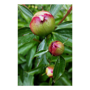 Three peony buds poster