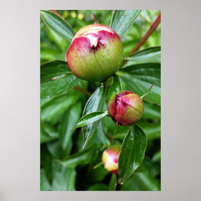 Three peony buds poster (Front)
