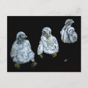Three Peregrine Chicks Postcard