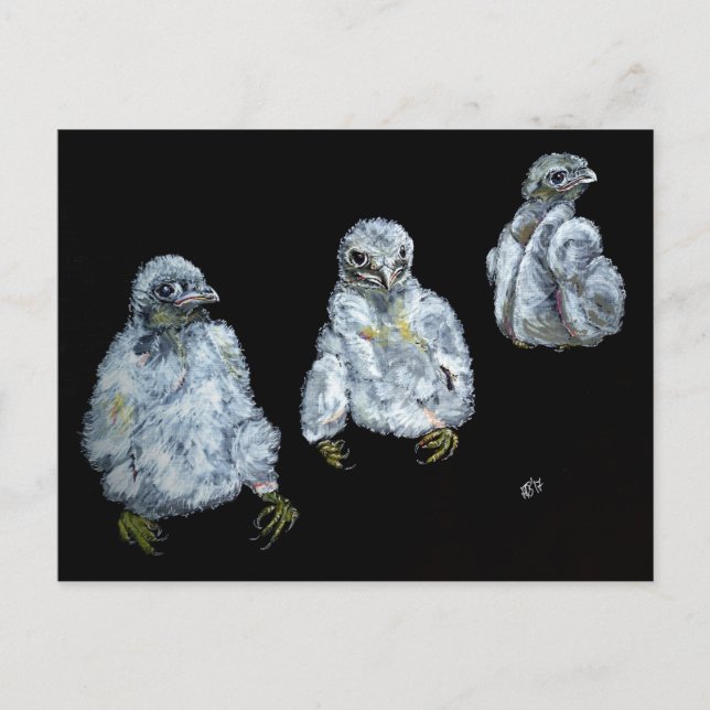 Three Peregrine Chicks Postcard (Front)