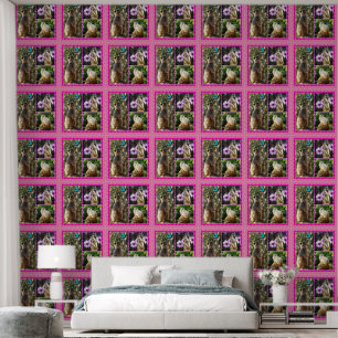 Three Picture Meerkat Photo Collage, Wallpaper