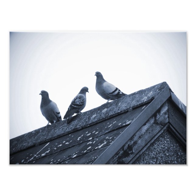 Three Pigeons on a Roof Photo Print (Front)