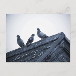 Three Pigeons on a Roof Postcard