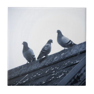 Three Pigeons on a Roof Tile