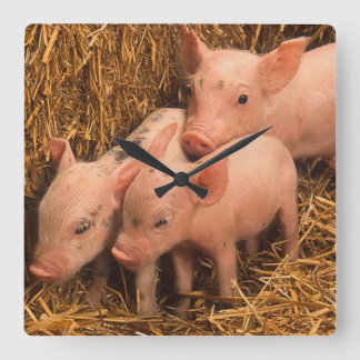 three piglets square wall clock