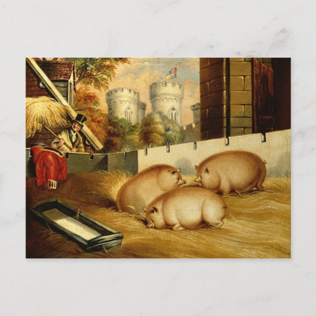 Three Pigs with Castle in the Background Postcard (Front)