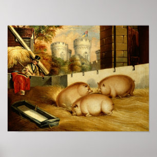Three Pigs with Castle in the Background Poster
