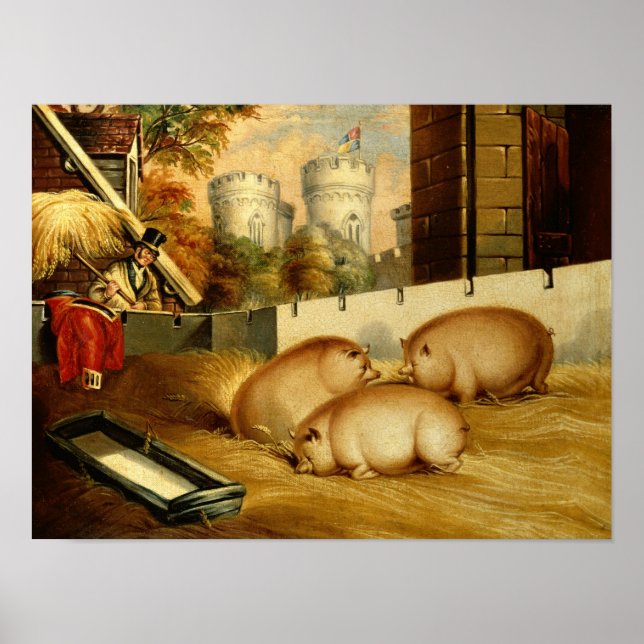 Three Pigs with Castle in the Background Poster (Front)