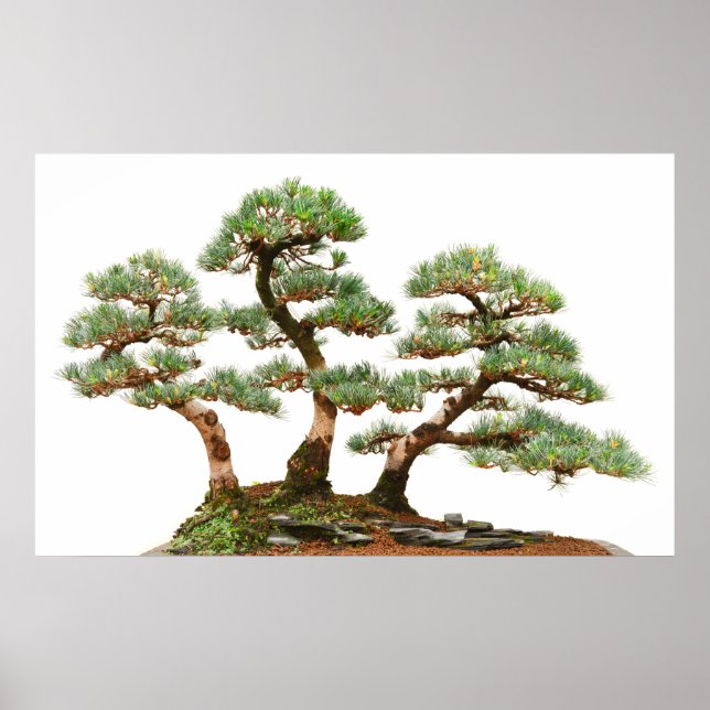 three pine bonsai trees poster (Front)