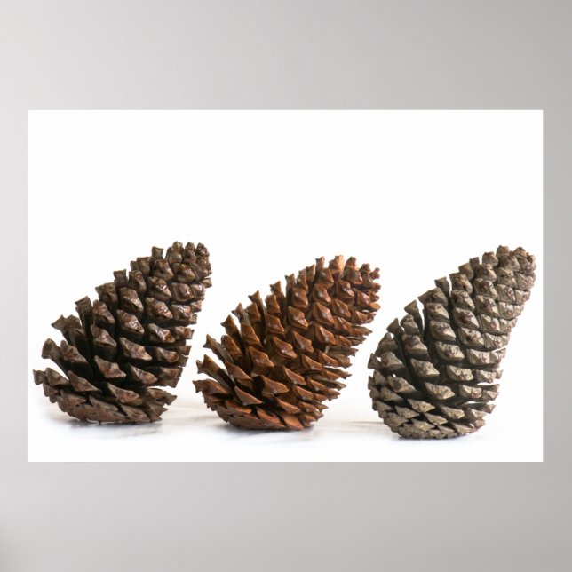 Three pinecones poster (Front)