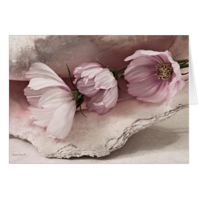 Three Pink Cosmos Card (Front Horizontal)