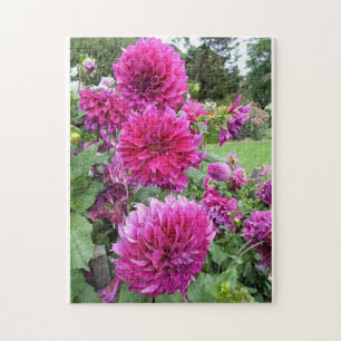 Three Pink Dahlia Flowers Jigsaw Puzzle