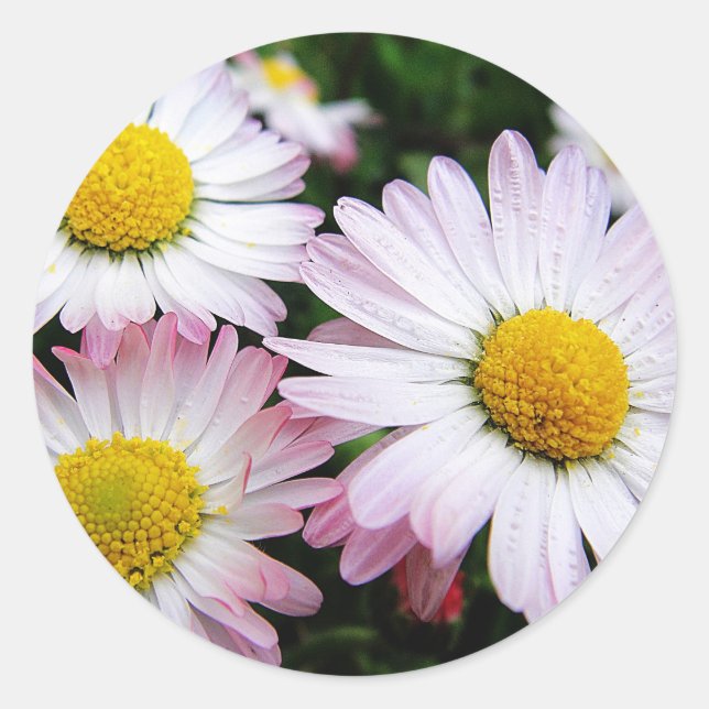 Three pink daisies classic round sticker (Front)