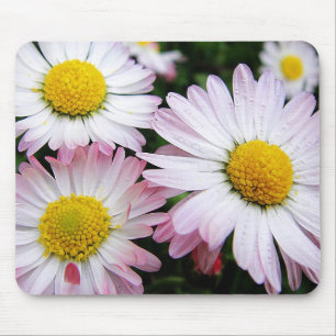 Three pink daisies mousepad