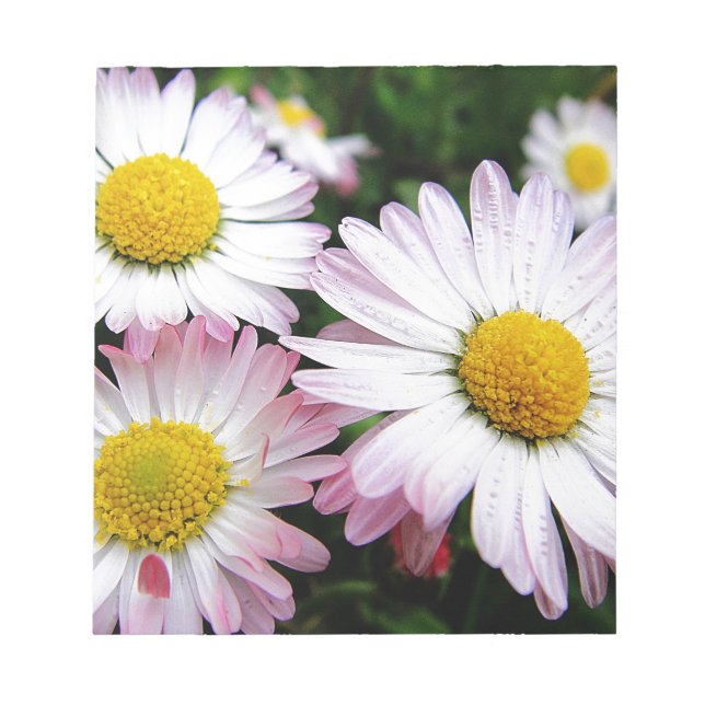 Three pink daisies notepad (Front)