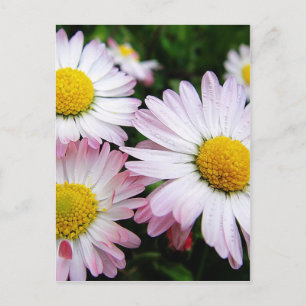 Three pink daisies postcard