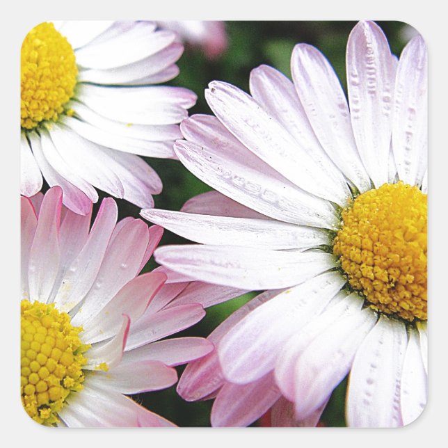 Three pink daisies square sticker (Front)