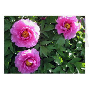 Three Pink Peonies