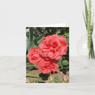 Three Pink Roses Photograph Card