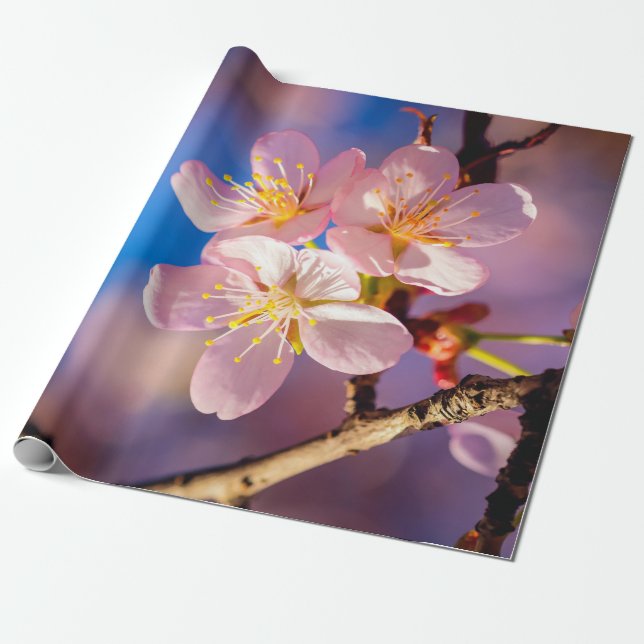 Three Pink Sakura Blossoms Wrapping Paper (Unrolled)