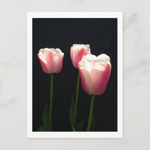 Three pink tulip flowers.  Christmas, holidays. Holiday Postcard