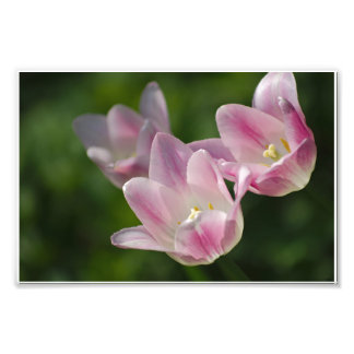 Three pink tulips photo print