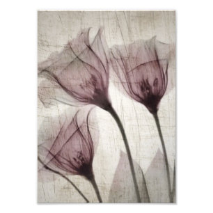 Three Pink Vintage X-Ray Flowers Photo Print
