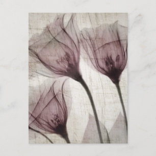 Three Pink Vintage X-Ray Flowers Postcard