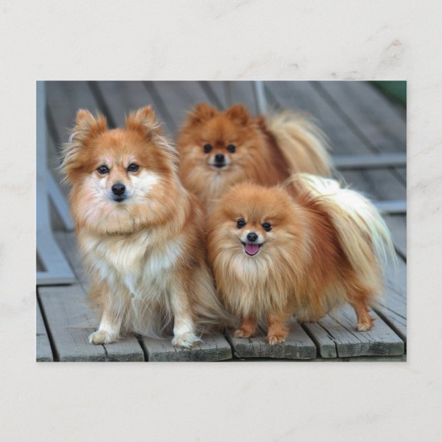 Three Pomeranians Postcard (Front)