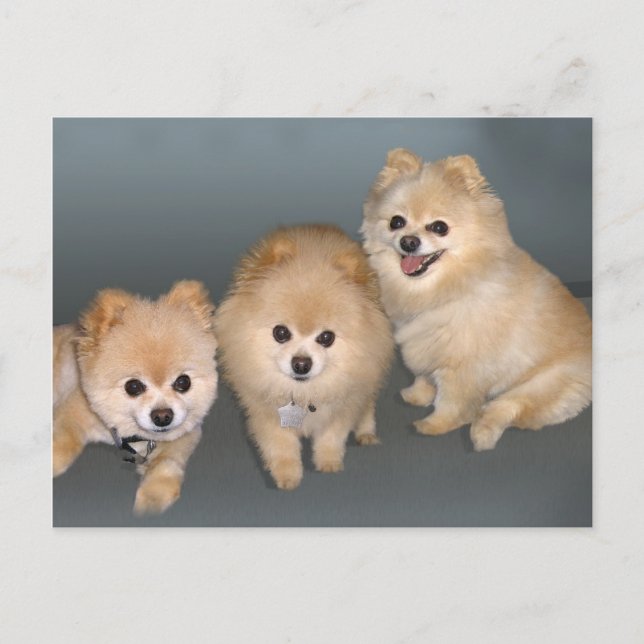 Three Pomeranians Postcard (Front)