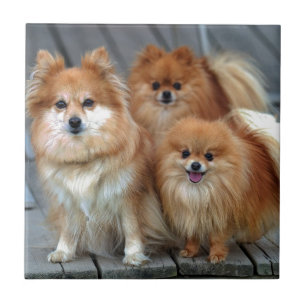 Three Pomeranians Tile