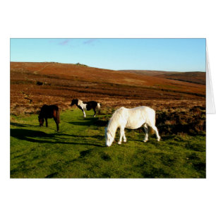 Three ponies on Dartmoor