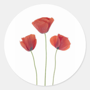 Three poppies classic round sticker