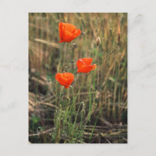 Three Poppies   Postcards