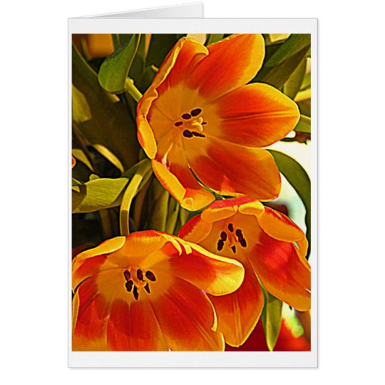 Three Poppies - Shine Brightly Card