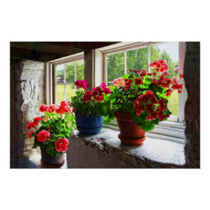Three Pots of Geraniums on Windowsill Poster