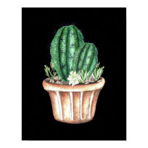 Three potted cactus