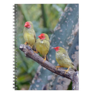 Three pretty green finches notebook