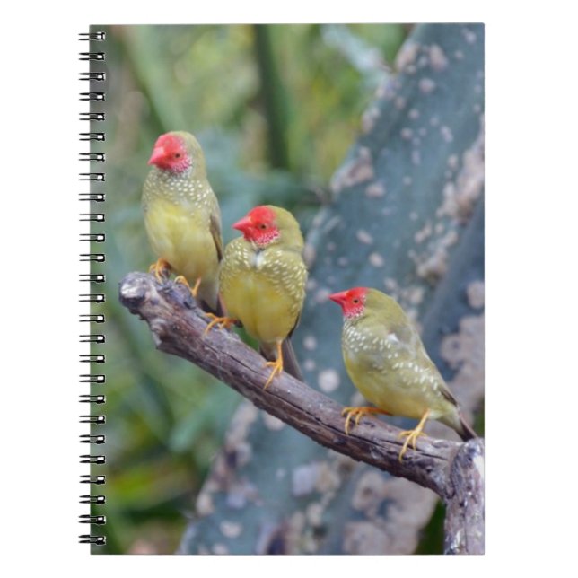 Three pretty green finches notebook (Front)