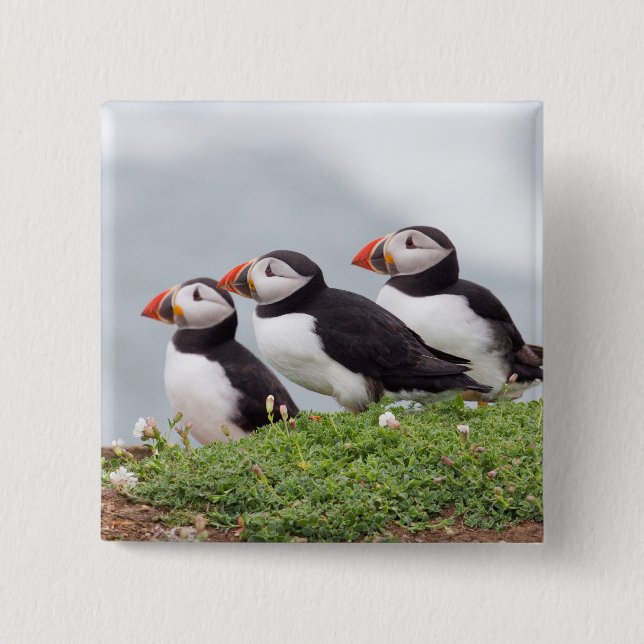 Three Puffins 15 Cm Square Badge (Front)