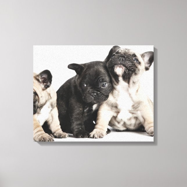 Three Pug Puppies Canvas Print (Front)