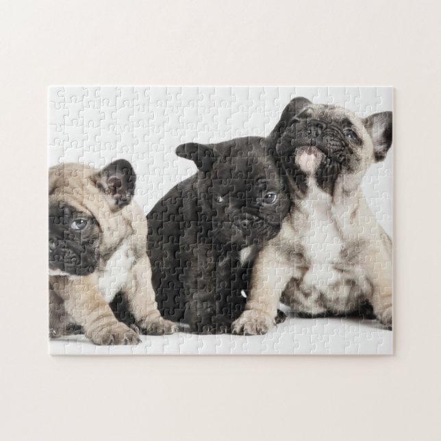 Three Pug Puppies Jigsaw Puzzle (Horizontal)
