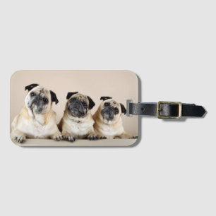 Three Pugs In A Row Luggage Tag